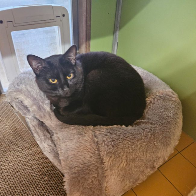 Smokey - Chat Européen à adopter