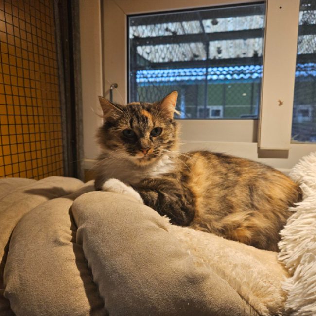 Minette - Chat Européen à adopter