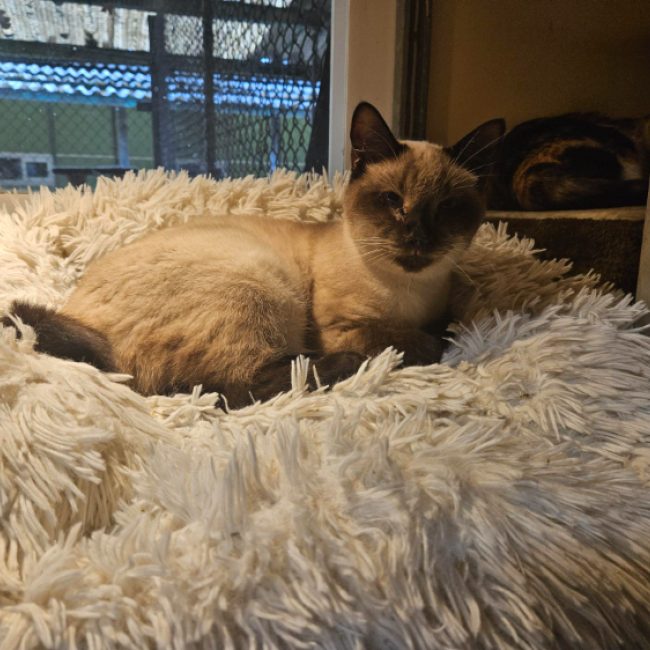 Ficelle - Chat Européen à adopter