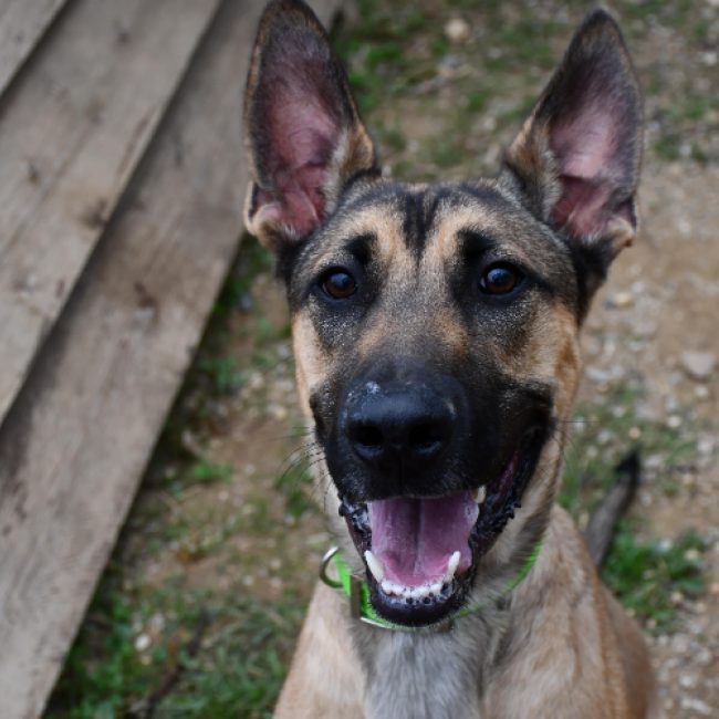 Pluto - Chien à adopter