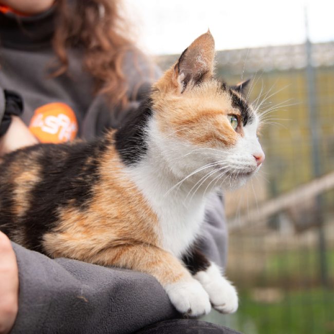 Nini - Chat Européen à adopter