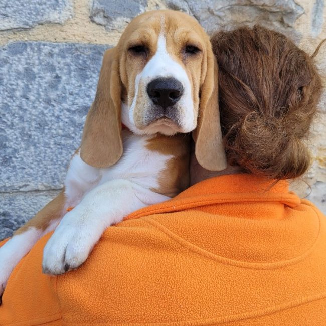 Ohio - Chien Beagle à adopter