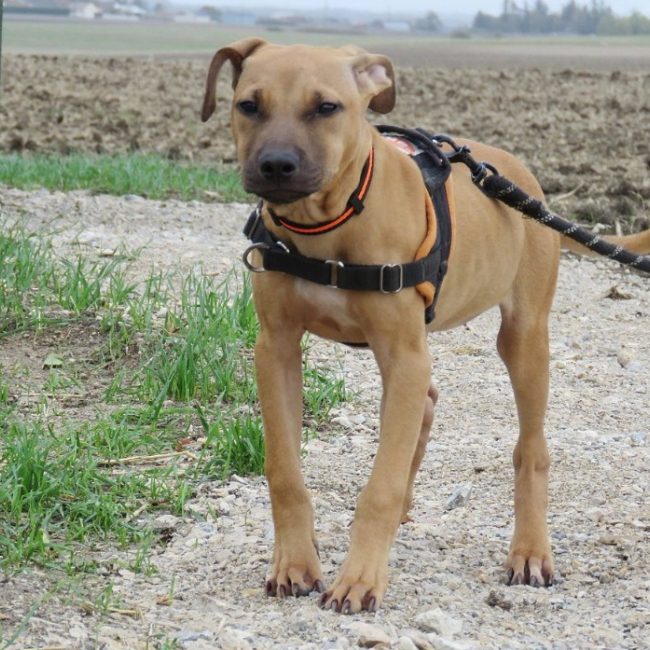 Mali