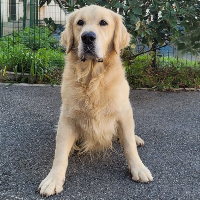 S cobar - Chien à adopter