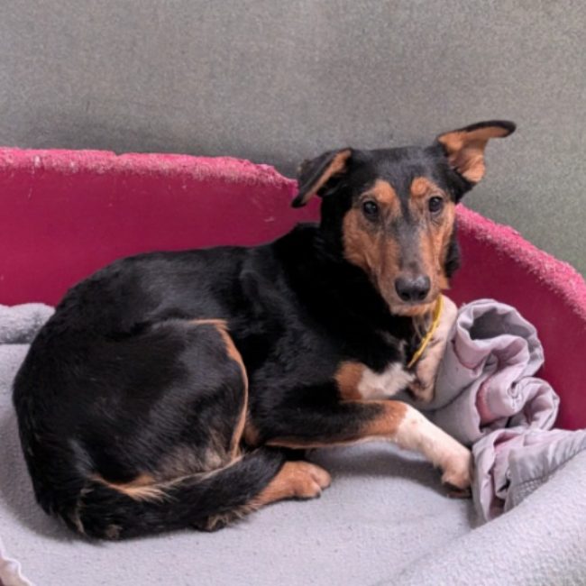 Chili - Chien à adopter
