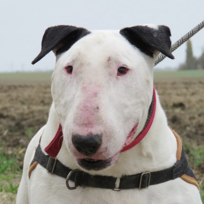Lord - Chien Bull Terrier à adopter