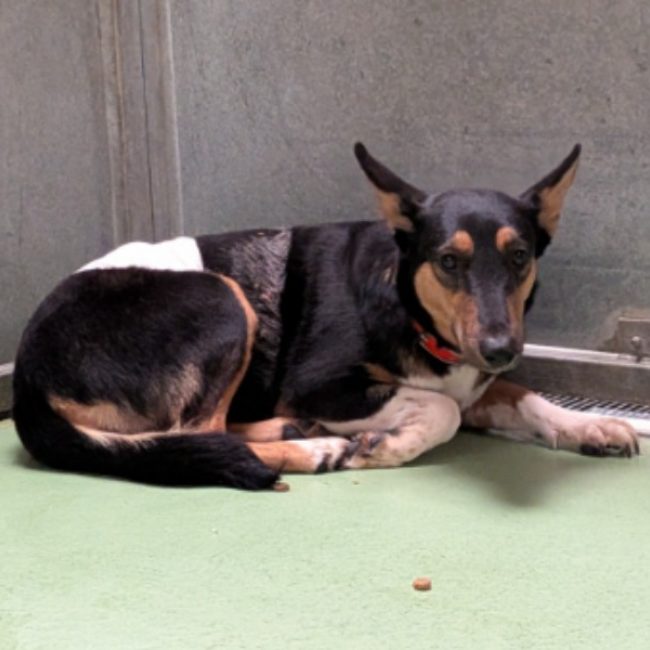 Harissa - Chien à adopter