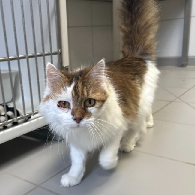 Minnie - Chat Européen à adopter