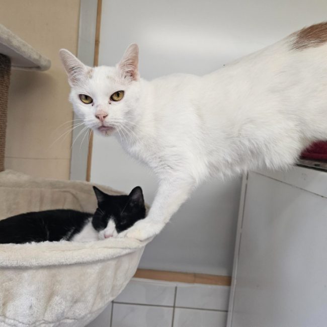 Paco - Chat Européen à adopter
