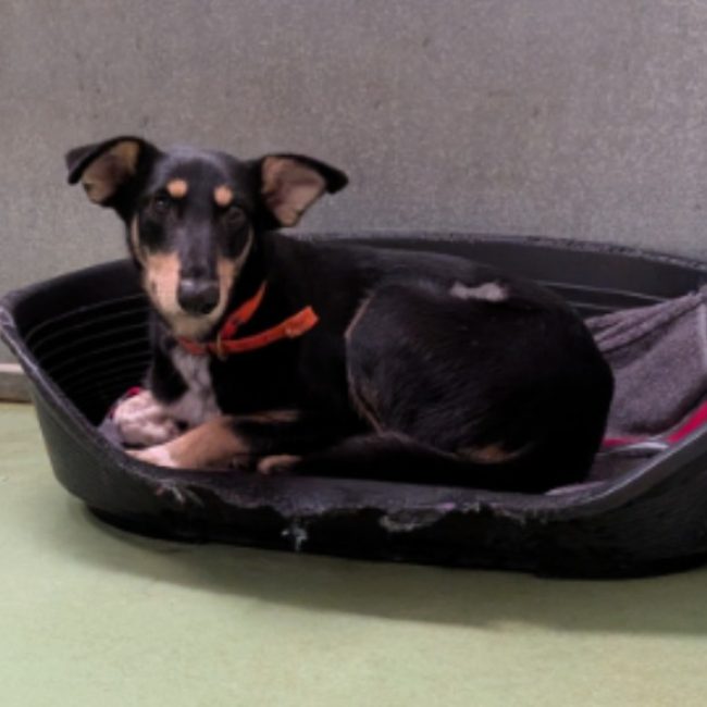 Wasabi - Chien à adopter