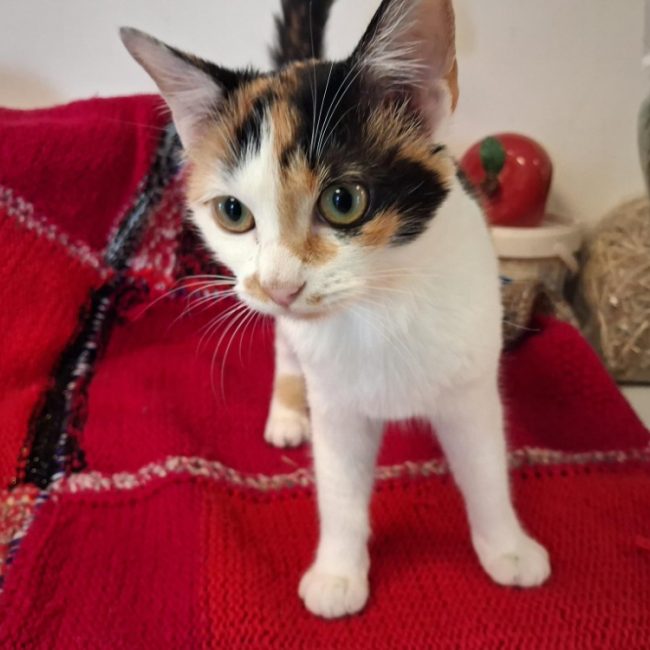 Fleur - Chat Européen à adopter