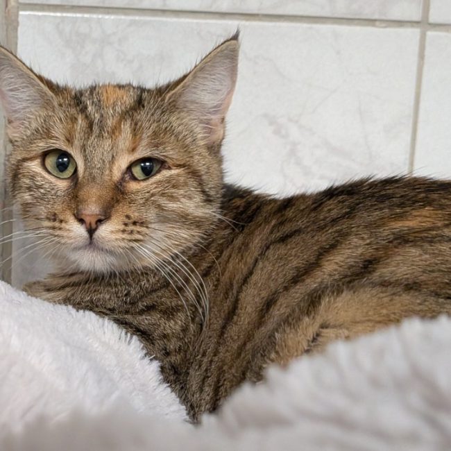 Flamme - Chat Européen à adopter