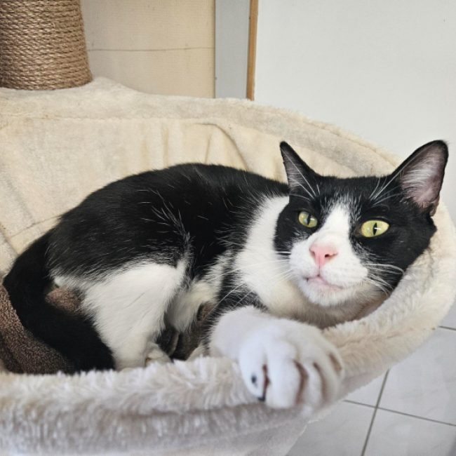 Panda - Chat Européen à adopter