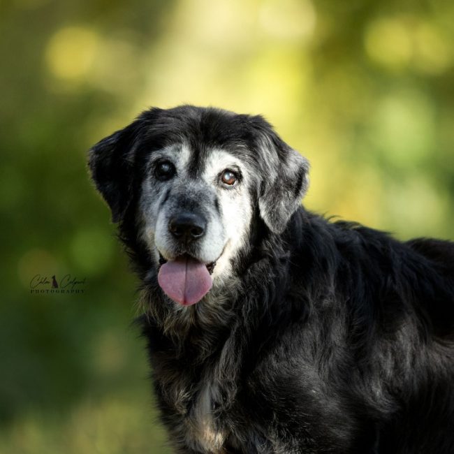 Ramsès - Chien à adopter