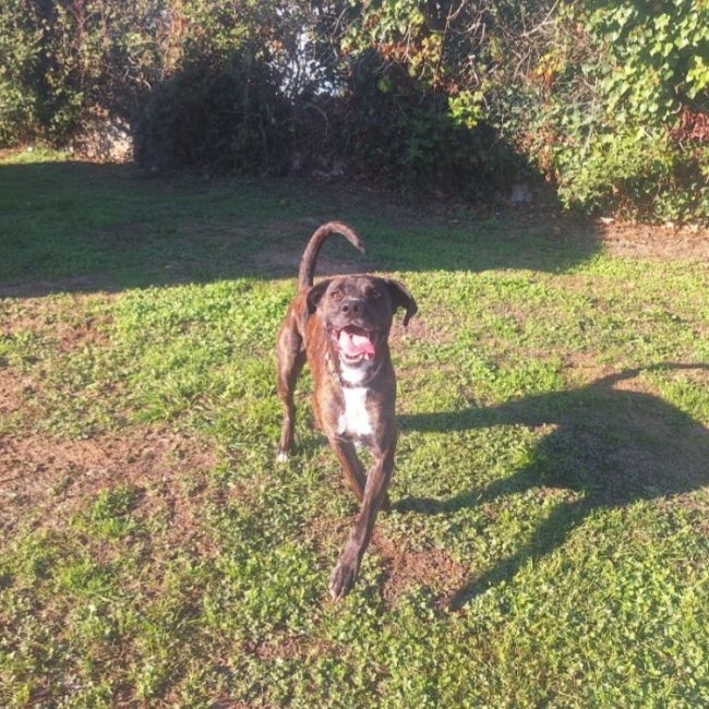 Taicky - Chien Boxer à adopter