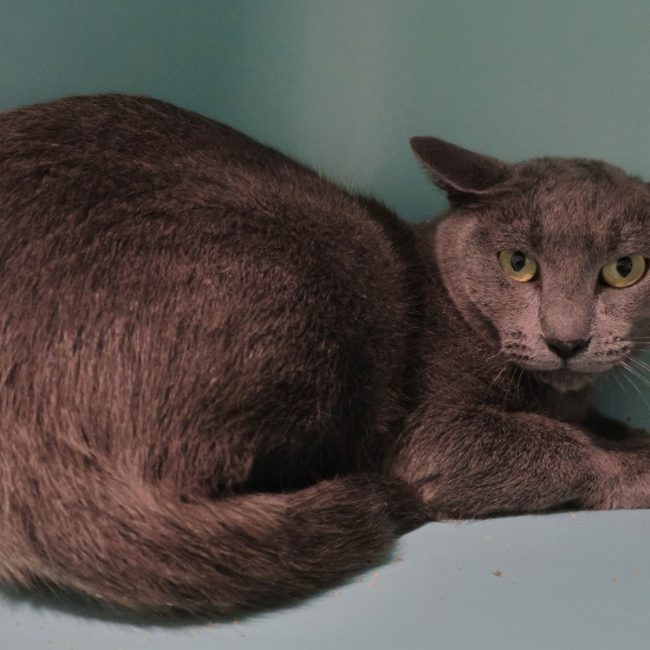 Zeste - Chat Européen à adopter