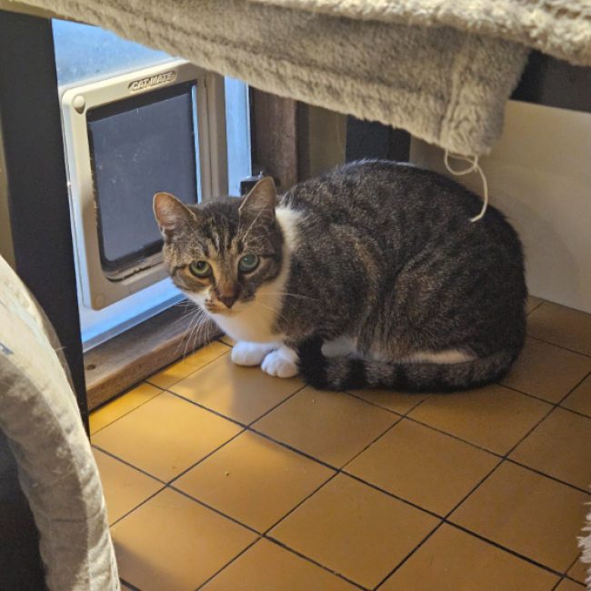 Vanille - Chat Européen à adopter