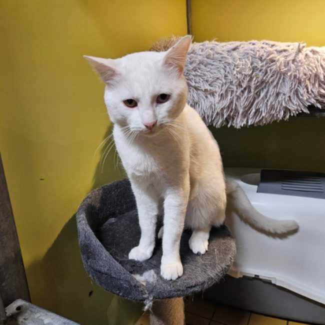 Diabolo - Chat Européen à adopter