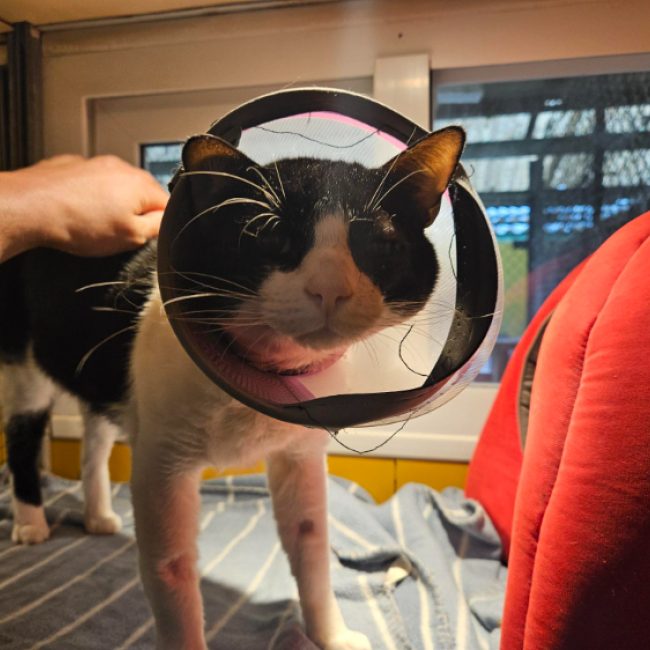 Alberto - Chat Européen à adopter