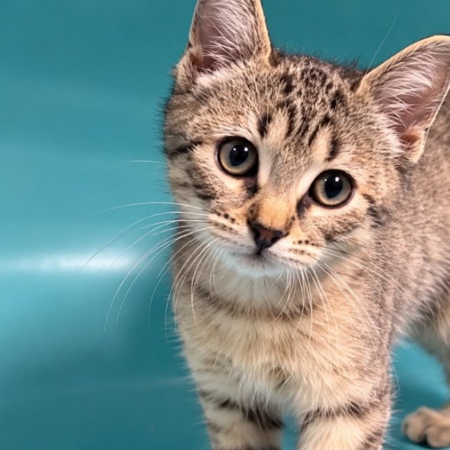 Coquillette - Chat Européen à adopter