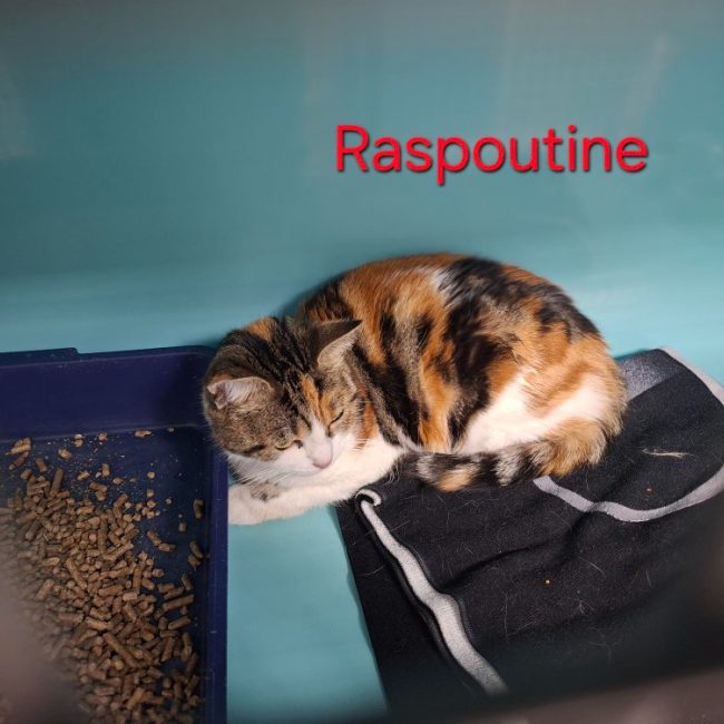 Raspoutine