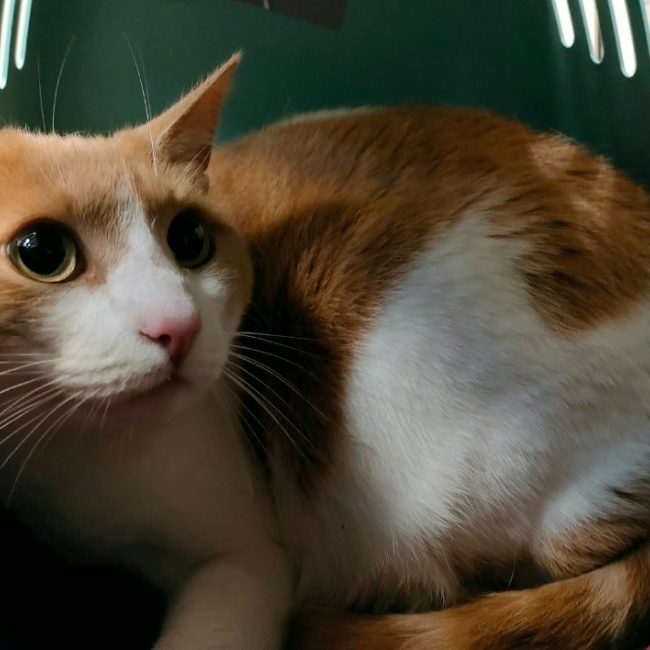 Nemo - Chat Européen à adopter