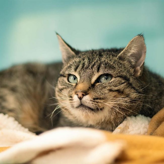 Fran - Chat Européen à adopter