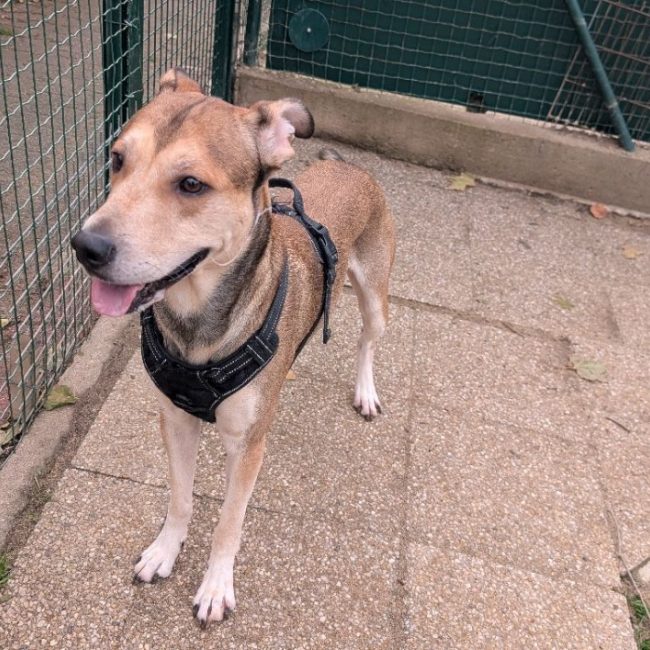 Oslo - Chien Berger Belge Malinois à adopter