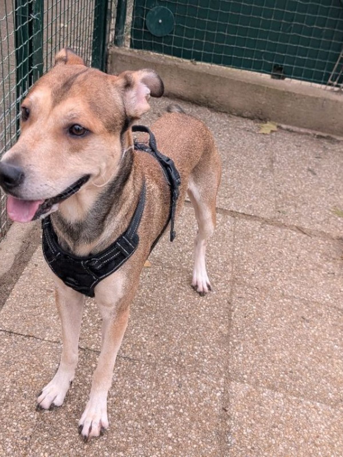 Oslo - Berger Belge Malinois à adopter à Vannes (56)