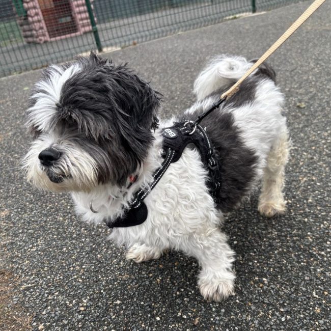 Filou - Chien Shih Tzu à adopter