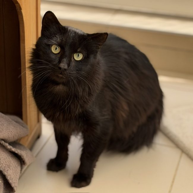 Nounours - Chat Européen à adopter