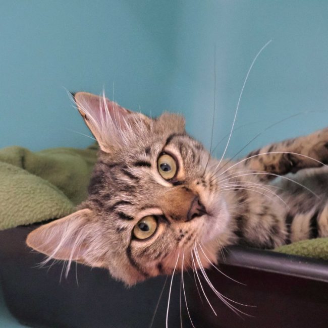 Bambou - Chat Européen à adopter