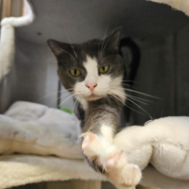 Chanel - Chat Européen à adopter