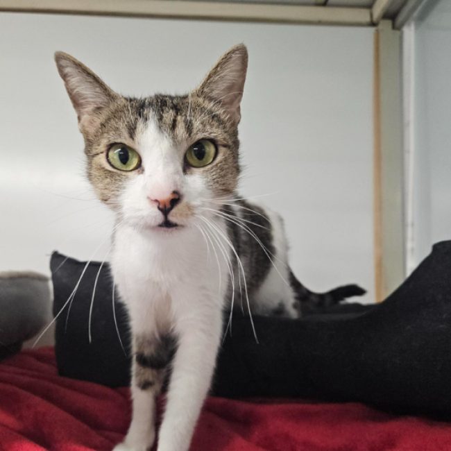 Lolita a 17632 - Chat Européen à adopter