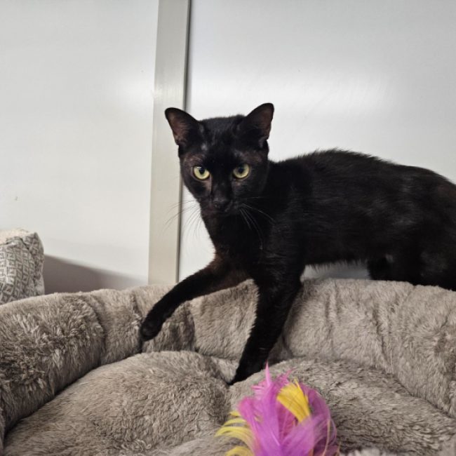 Shiva - Chat Européen à adopter