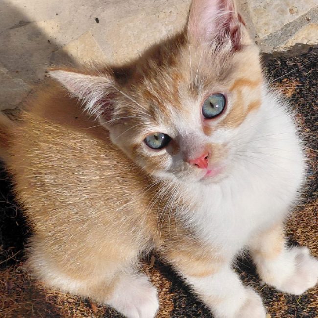 Modo - Chat Européen à adopter