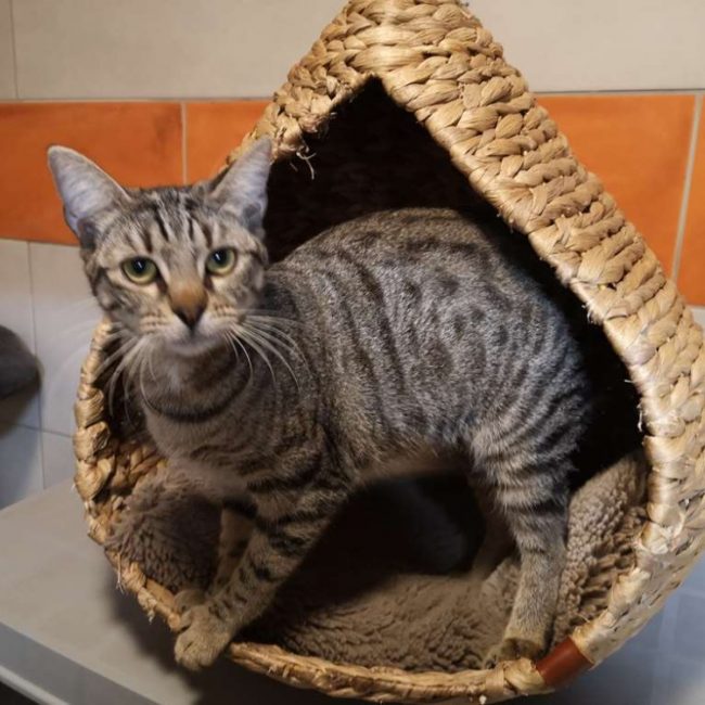 Brume - Chat Européen à adopter