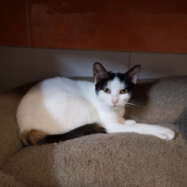 Blanche - Chat Européen à adopter