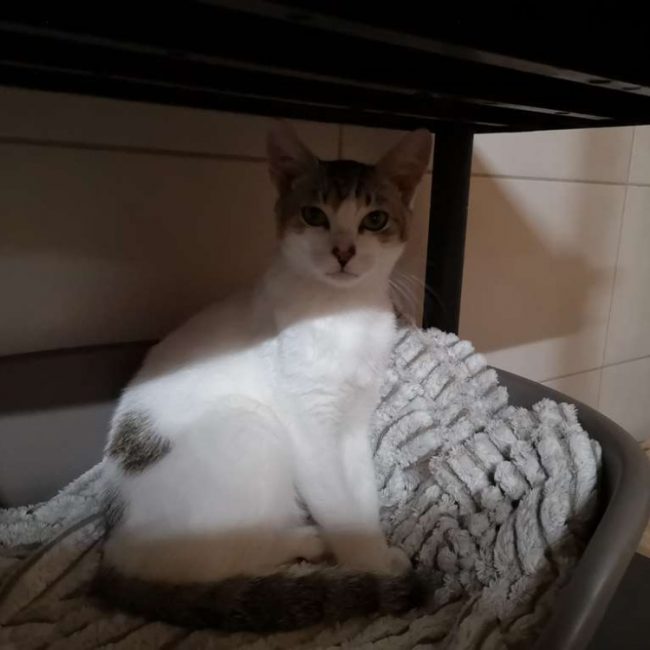 Smoky - Chat Européen à adopter