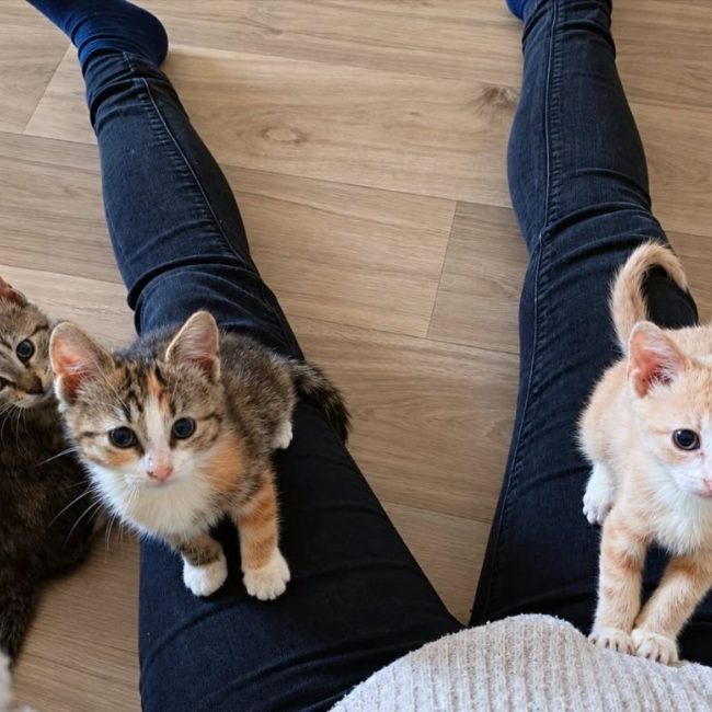 Bubble et Byron - Chat Européen à adopter
