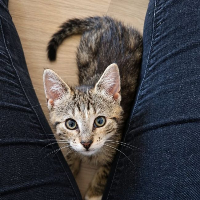 Burger - Chat Européen à adopter