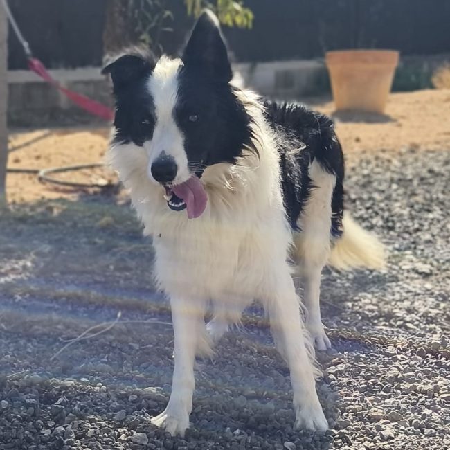 Max