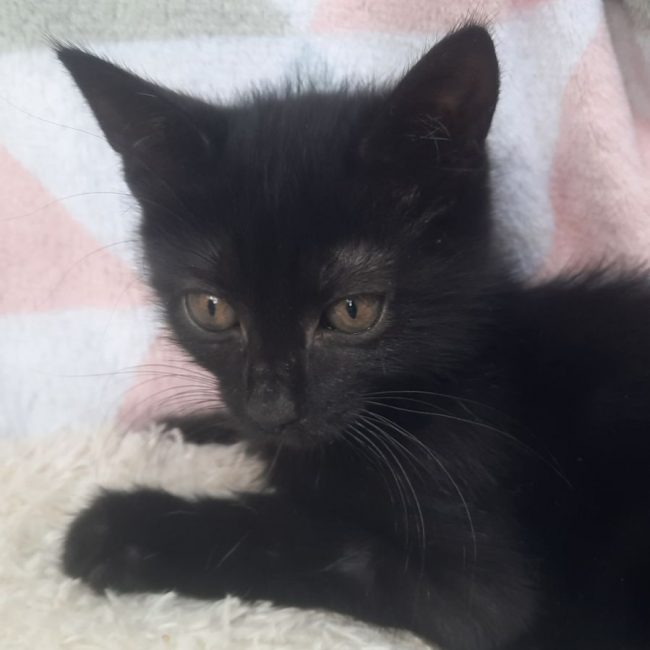 BRAD - Chat à adopter