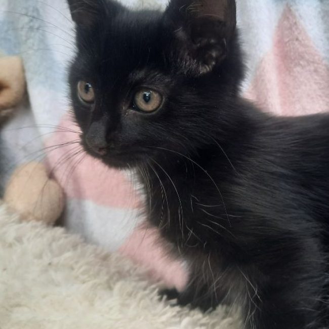 BÉBEL - Chat à adopter