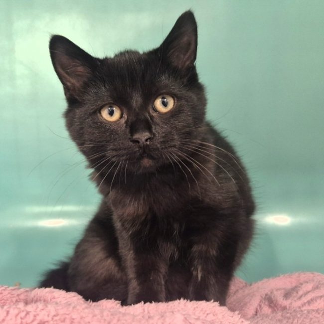 Wombat - Chat Européen à adopter