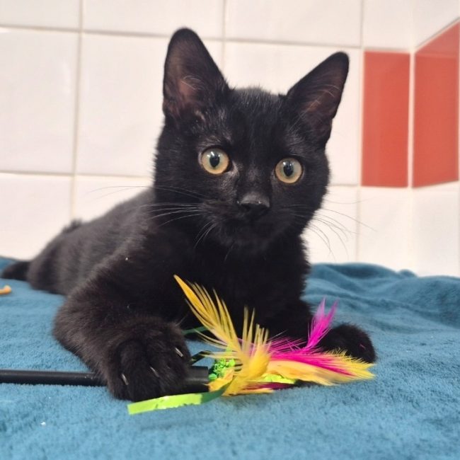 Adoro - Chat Européen à adopter