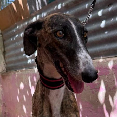 Candy - Chien à adopter