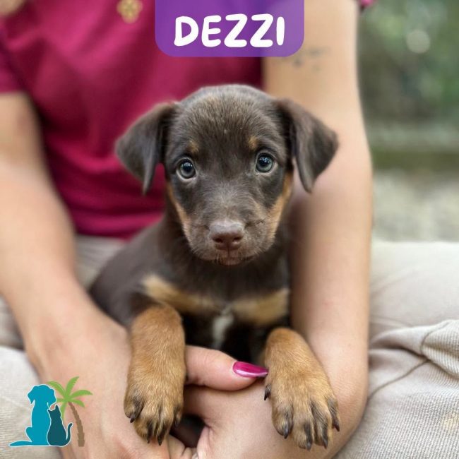 DEZZI - Chien à adopter