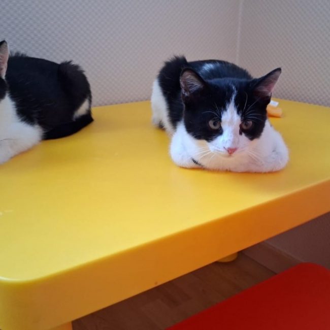 Bali chez véro - Chat Européen à adopter
