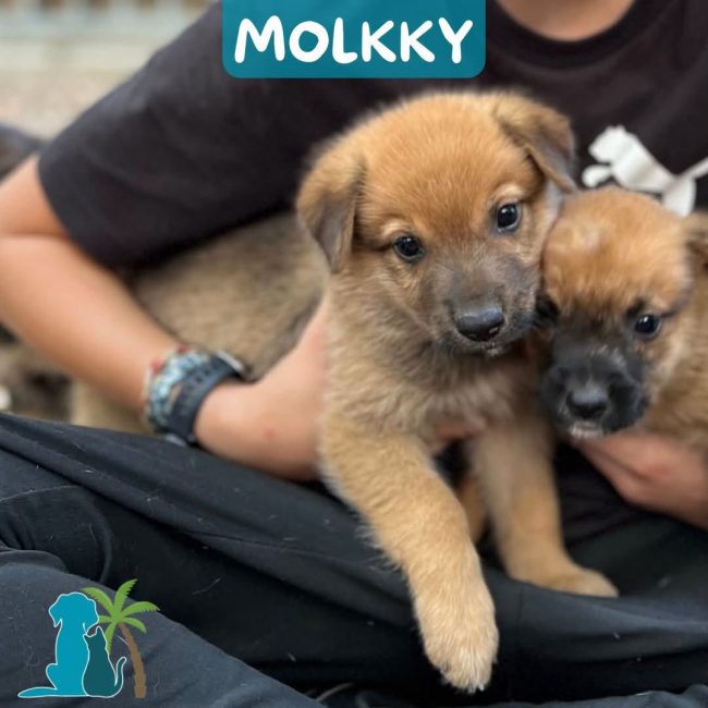 MOLKKY - Chien à adopter